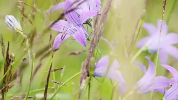 Purple Campanula Meadow Flowers Moving Wind — Stock Video