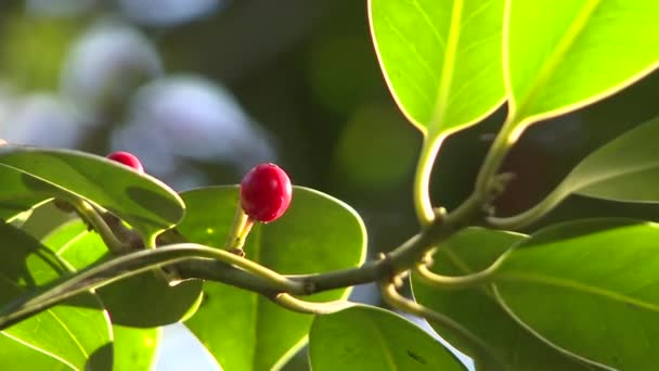 Red Berry Green Leaves — Stock Video