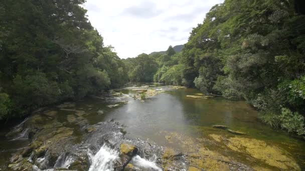 Rio Que Flui Através Uma Floresta — Vídeo de Stock