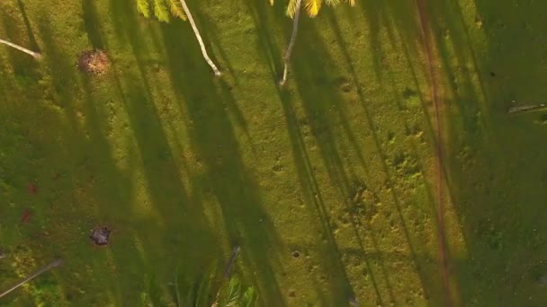 日出时的棕榈树行 — 图库视频影像