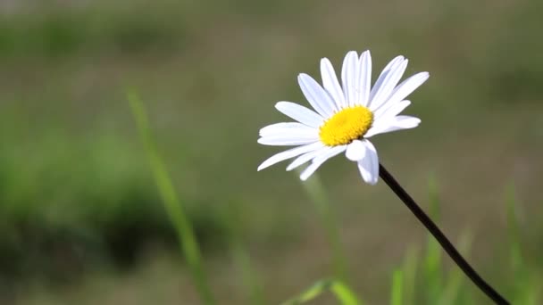 Solitary Daisy Meadow Sunny Day — Stock Video