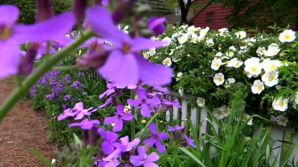Summer Flower Garden Landscape — Stock Video