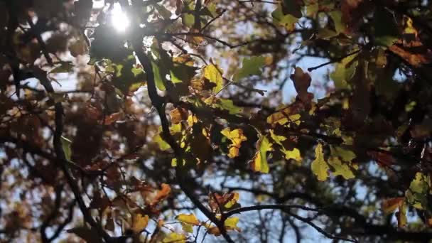 Solen Skiner Genom Färgglada Hösten Blad — Stockvideo