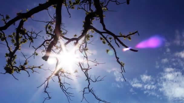 Gałąź Drzewa Przed Słońcem — Wideo stockowe