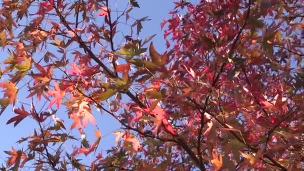 Albero Nel Paesaggio Autunnale — Video Stock