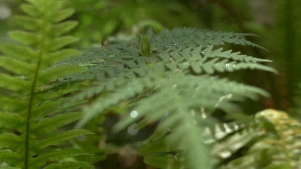 Капли Воды Оседающие Листьях Папоротника — стоковое видео