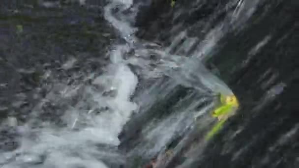 Waterval Met Een Blad Onderbreken Stroom — Stockvideo