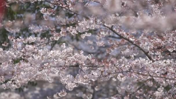 Fehér Cseresznyevirág Fúj Szél — Stock videók