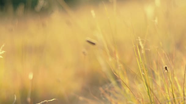 Wild Gras Met Bokeh Effect — Stockvideo