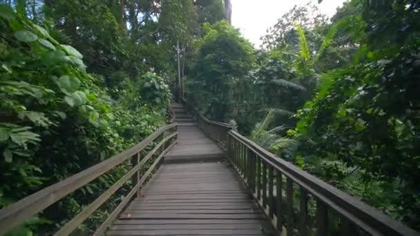 Sentiero Legno Una Foresta Pluviale Tropicale — Video Stock