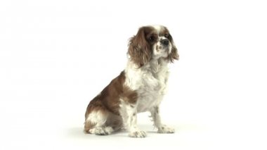 Köpek tarafında oturan video