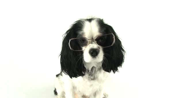 Vídeo Cão Com Óculos — Vídeo de Stock