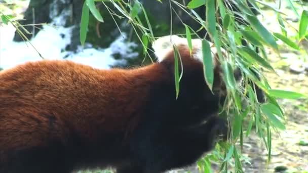 Video Red Panda Eating — Stock Video