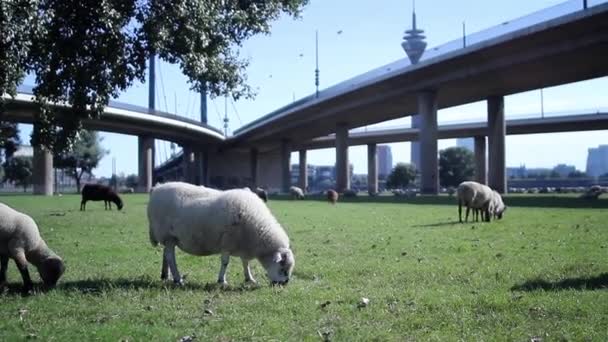 桥下的绵羊 — 图库视频影像