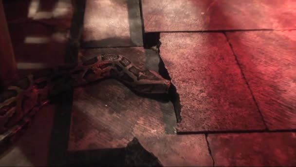 Vidéo de Serpent sur le sol 