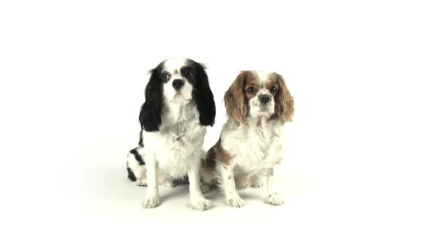 Vidéo de deux chiens assis 