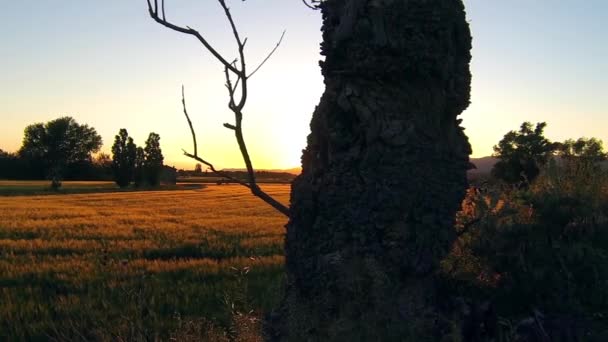 Vídeo Dead Tree Scape — Vídeo de Stock