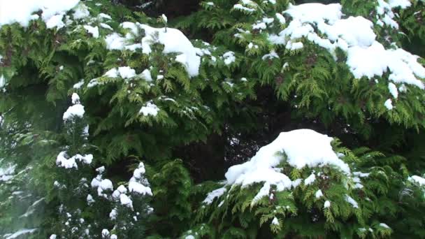 Neige Tombant Arbre Séquence Vidéo Libre De Droits