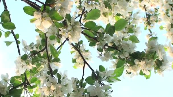 Flor Árvore Céu Fechar — Vídeo de Stock