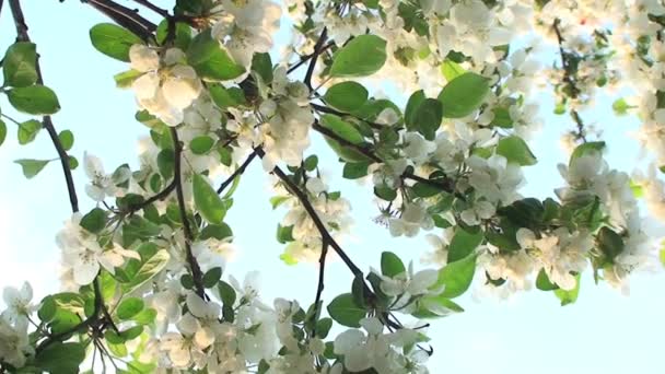 Flor Árbol Cielo Cerrar — Vídeo de stock