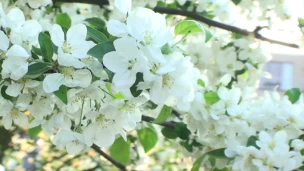 Δέντρο Λουλούδι Ηλιοβασίλεμα Κοντά — Αρχείο Βίντεο