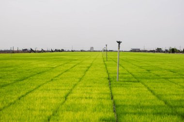 Sekinchan, Selangor / Malaysia - June 30, 2012: Rice field
