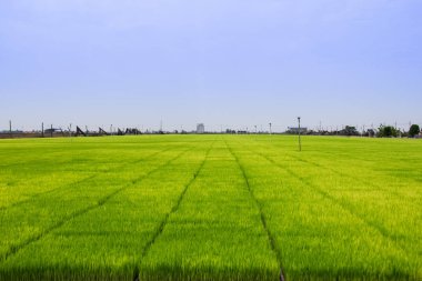 Sekinchan, Selangor / Malaysia - June 30, 2012: Rice field