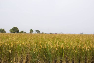 Sekinchan, Selangor / Malaysia - June 30, 2012: Rice field