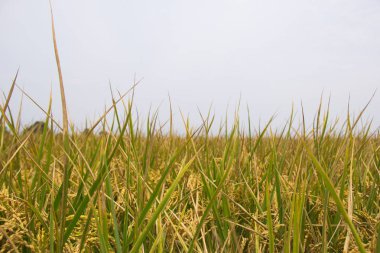 Sekinchan, Selangor / Malaysia - June 30, 2012: Rice field