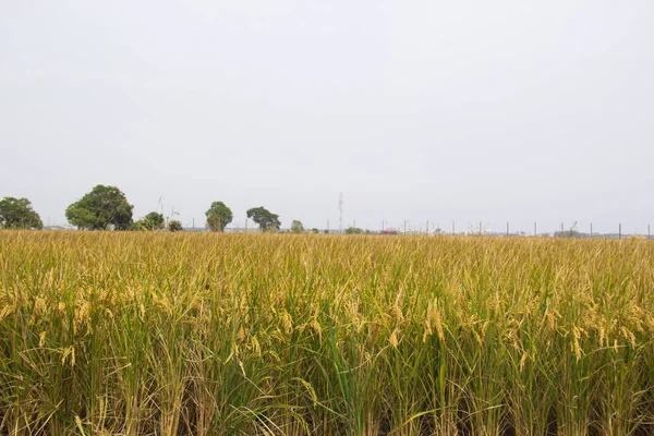 Sekinchan, Selangor / Malaysia - June 30, 2012: Rice field
