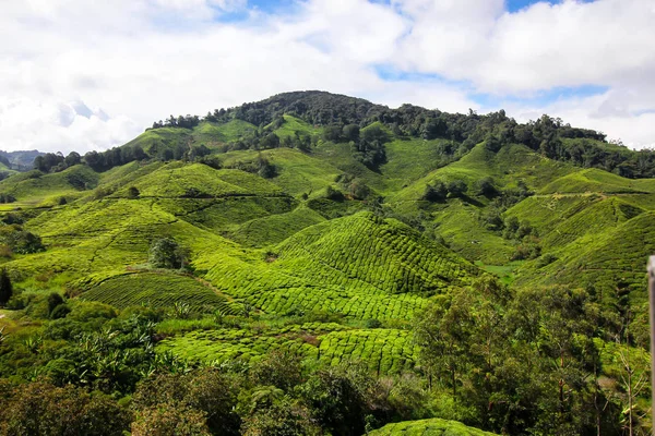 Plantación Tea Centre — Foto de Stock