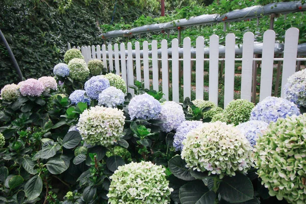 Hortensja Kwiat Ogrodzie — Zdjęcie stockowe