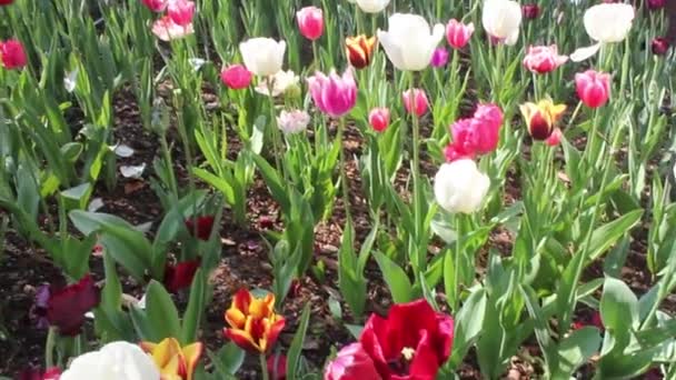 Schöne Bunte Tulpenblumen Blühen Frühling Park Perth — Stockvideo
