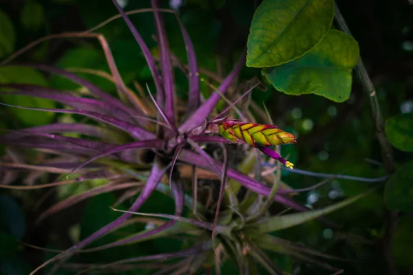 Фиолетовый Сад — стоковое фото