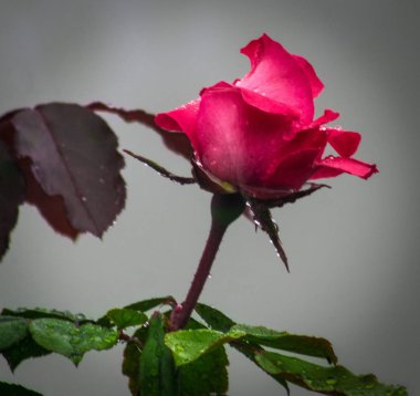 pembe bahçe güzel çiçek