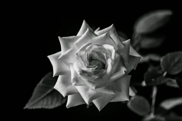 Rose, Flower, black and white