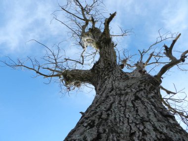 Ağaç, gökyüzü, doğa ve 