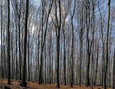 Kuru sonbahar ormandaki ağaçları