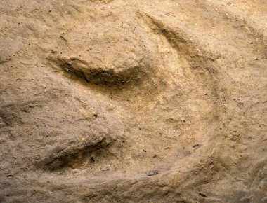 Dinozor taş ayak izi