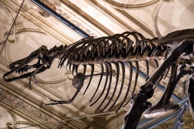 London, Büyük Britanya - Mayıs 13: dinozor iskeleti üzerinde 13 Mayıs 2018 Doğal Tarih Müzesi Londra