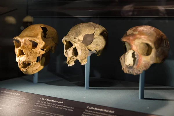 Londres Royaume Uni Mai Crânes Néandertal Dans Musée Histoire Naturelle — Photo