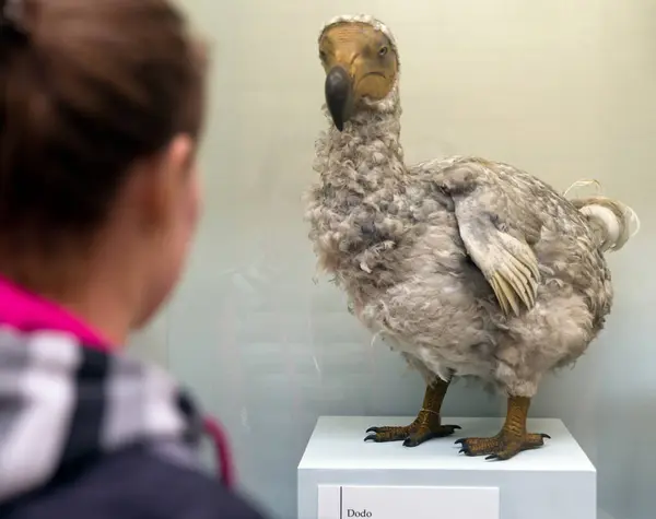 Londres Reino Unido Maio Mulher Olhando Para Pássaro Dodo Museu — Fotografia de Stock