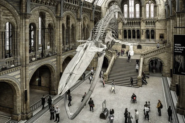 5月13日 蓝色鲸鱼的骨骼和访客在自然历史博物馆在2018年5月13日在伦敦 — 图库照片