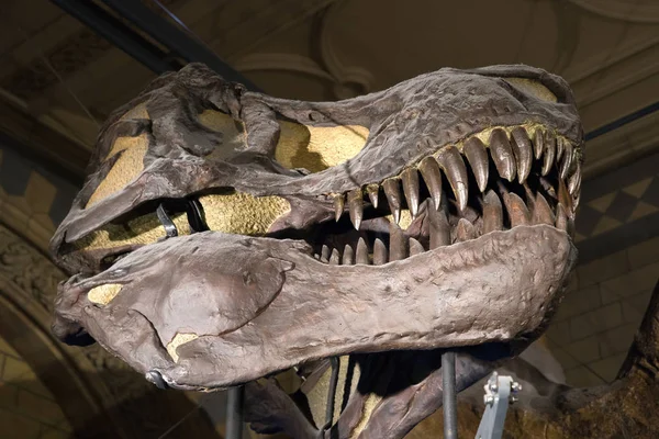 Απολιθωμένο Κεφάλι Του Tyrannosaurus Rex — Φωτογραφία Αρχείου