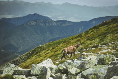 Tatra chamois düşük Tatras mountains, Slovakya için