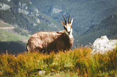 Tatra chamois düşük Tatras mountains, Slovakya için