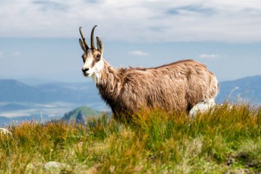 Tatra chamois düşük Tatras mountains, Slovakya için