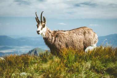 Tatra chamois düşük Tatras mountains, Slovakya için