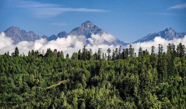 Vysoké Tatry Vrchol Lomnického Štítu Stromy Zeleném Lese — Stock fotografie