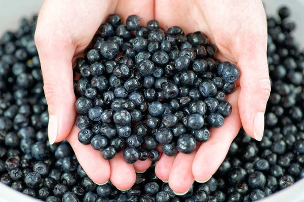 Ellerinde taze yaban mersini. Yaz sağlıklı gıda